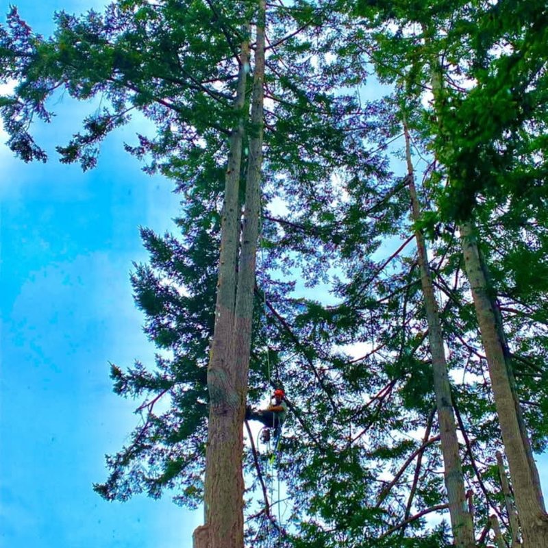Climber roped high in a mature conifer, seen from the ground