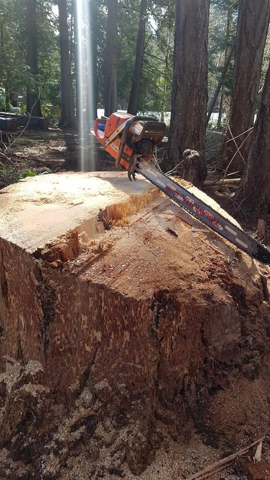Saw resting on a freshly cut fir stump